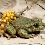 Classification of Alytes : Midwife Toad