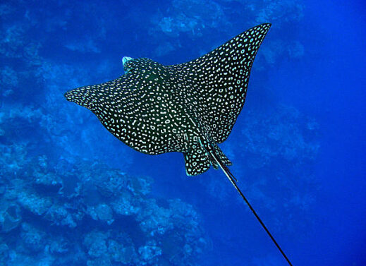 MYLIOBATIS (EAGLE RAY)