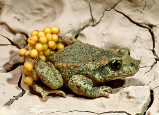 Alytes : Midwife Toad