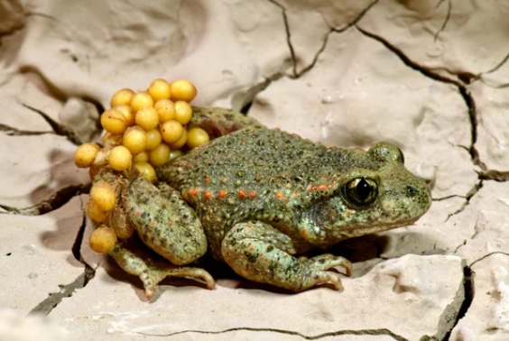 Classification of Alytes : Midwife Toad