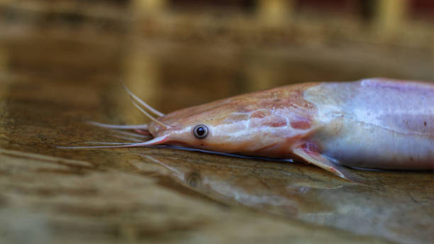 Classification of Clarias (Cat fish)