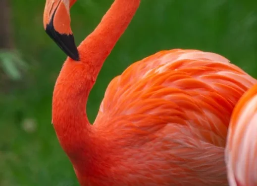 Phoenicopterus (Flamingo)