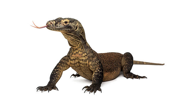 Classification of Varanus (Monitor Lizard)