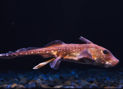 CHIMAERA (RAT FISH)