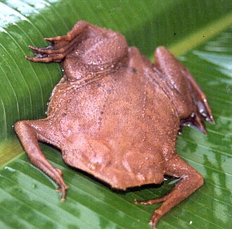 Classification of Pipa : Surinam Toad