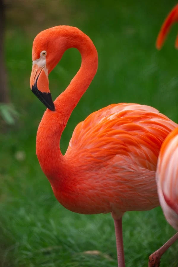 Characteristics of Phoenicopterus