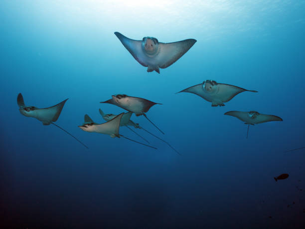 Classification of Myliobatis (Eagle Ray)