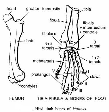 Comparative study of Hind limb bones of vertebrate