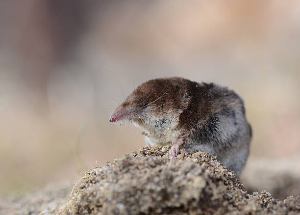 Classification of Sorex (Shrew)