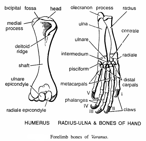 FORELIMB BONES OF VERTEBRATES