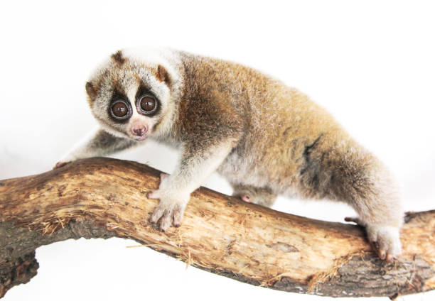 Classification of Loris