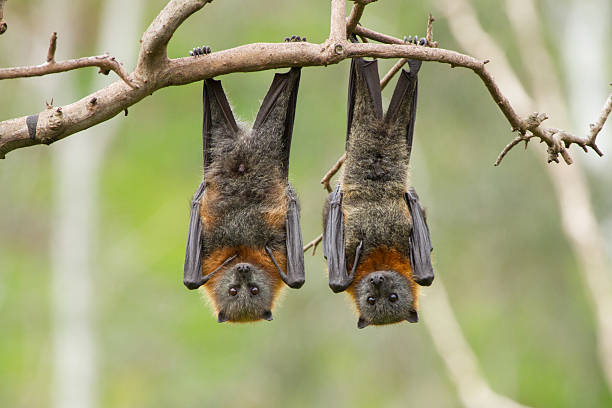 Classification of Pteropus (Flying Fox)