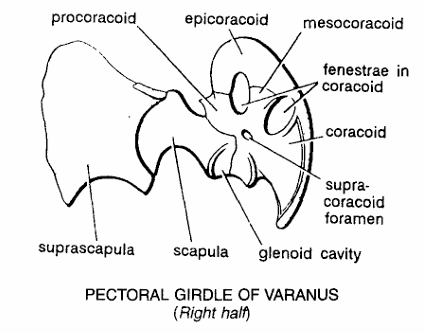 PECTORAL GIRDLES IN VERTEBRATES