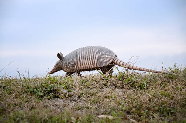 Classification of Dasypus (Armadillo)