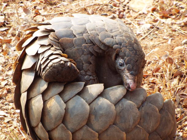 Classification of Manis (Scaly Anteater)