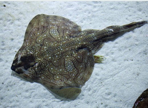 SKATE FISH