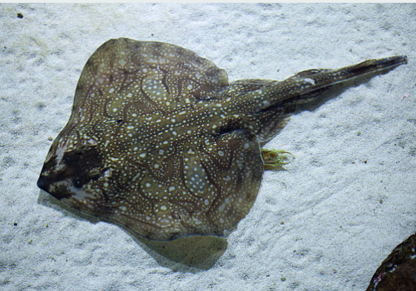 Classification of Skate Fish