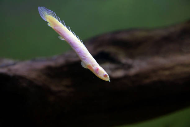 Classification of Polypterus (Bichir)