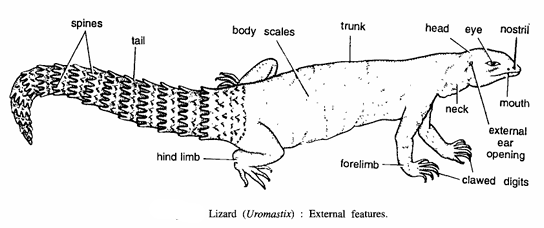 DISSECTION OF UROMASTIX (LIZARD)