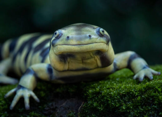 AMBYSTOMA MACULATUM (TIGER SALAMANDER)