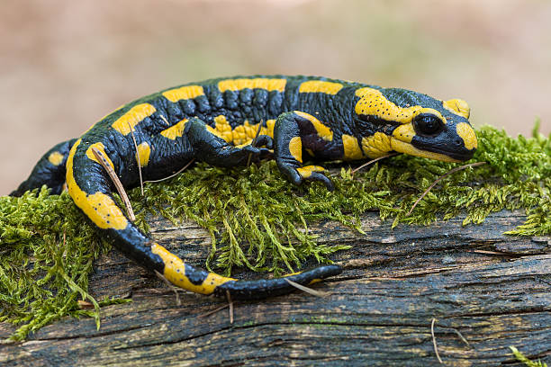 Classification of Salamandra (Fire Salamander)