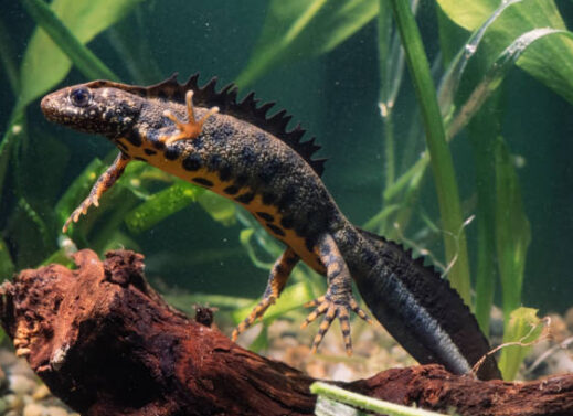 TRITURUS CRISTATUS (CRESTED NEWT)