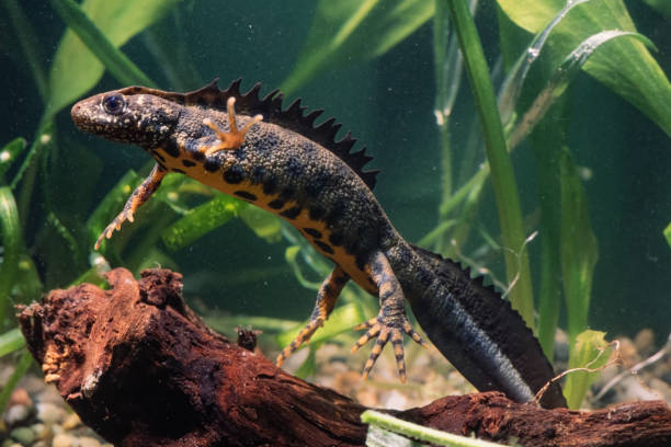 Classification of Triturus Cristatus (Crested Newt)