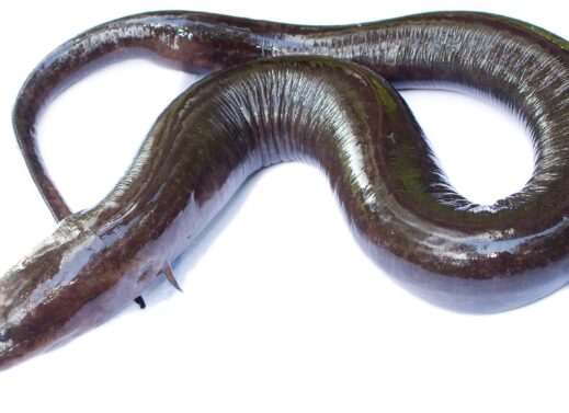 AMPHIUMA  (CONGO EEL)