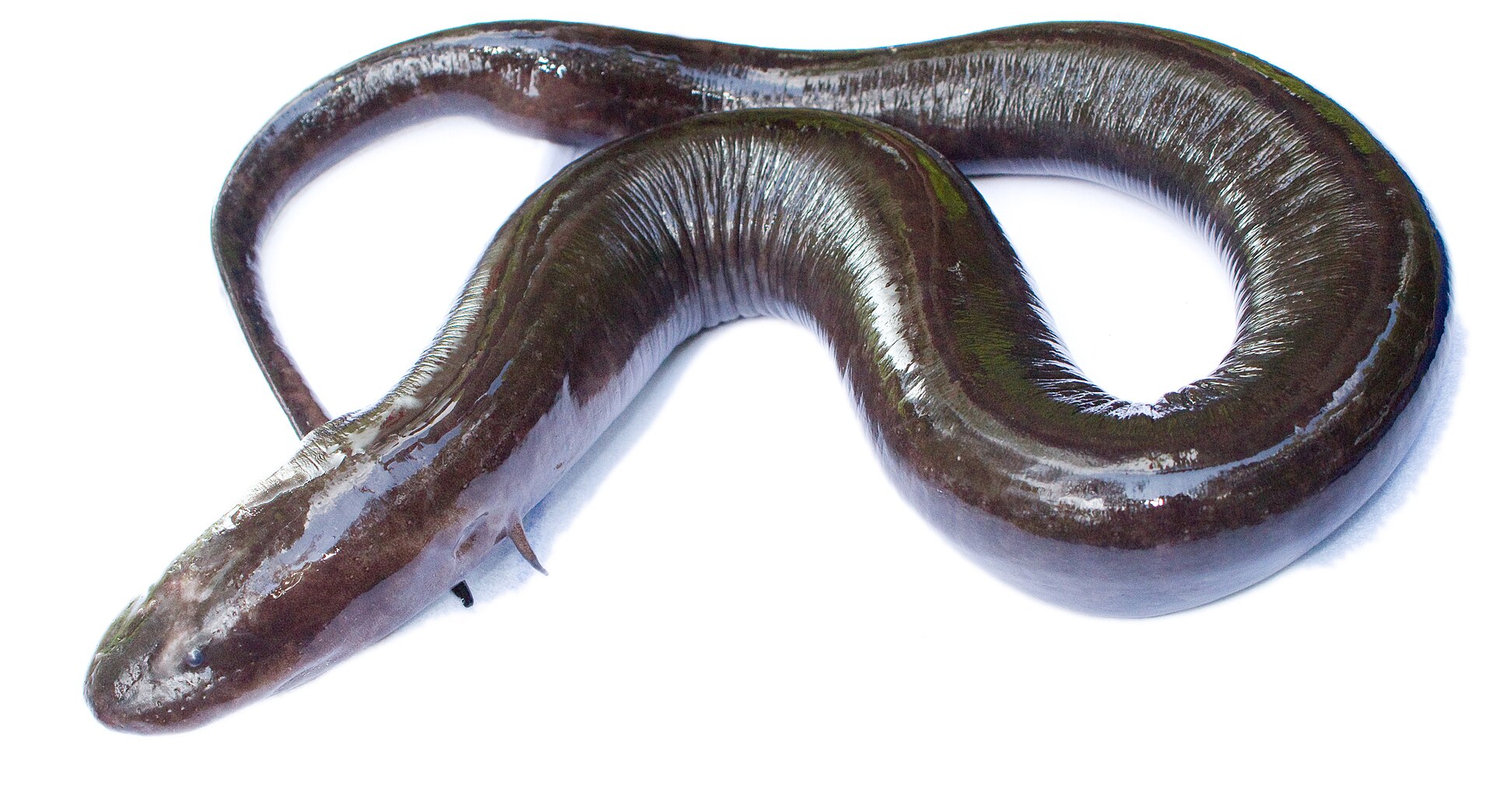 Classification of Amphiuma (Congo Eel)