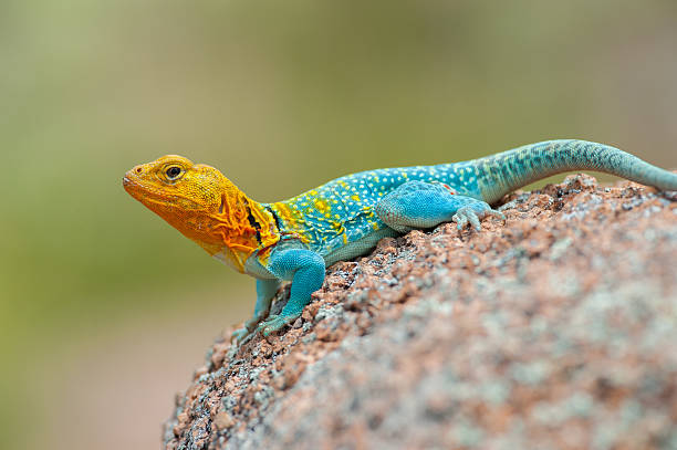 Classification of Crotaphytus (Collared Lizard)