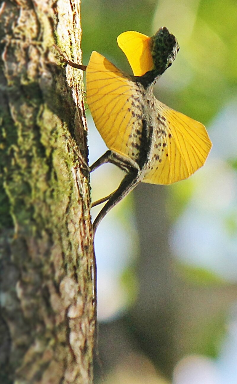 Classification of Draco (Flying Lizard)