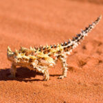 Classification of Moloch (Thorny devil)