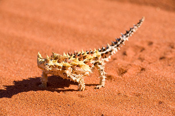 Classification of Moloch (Thorny devil)