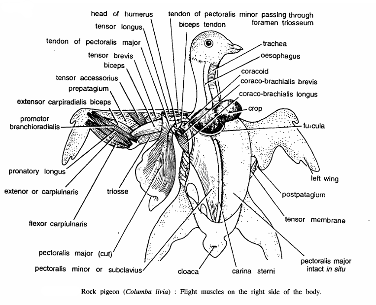 Dissection of Pigeon