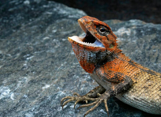 CALOTES (GARDEN LIZARD)