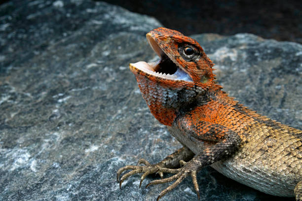 Classification of Calotes (Garden Lizard)