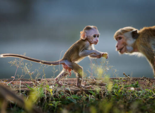 MACACA MULATA (RHESUS MONKEY)