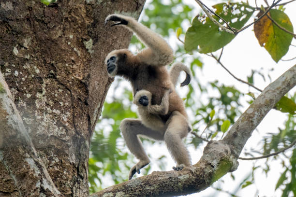 Classification of Hylobates (Gibbon)