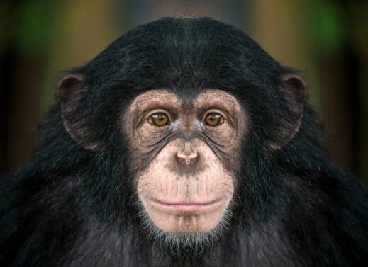 PAN TRIGLODYTES (CHIMPANZEE)