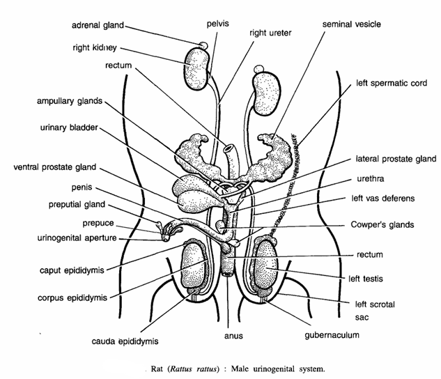 DISSECTION OF RAT