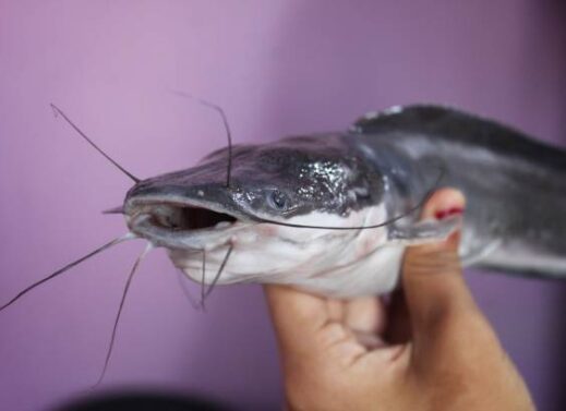 CLARIAS (Cat fish)