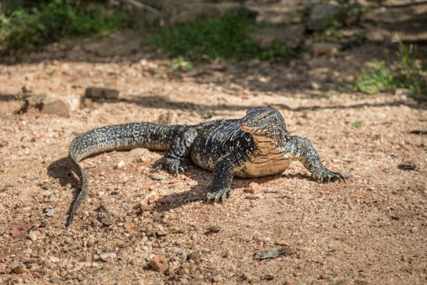 Classification of Varanus (Monitor Lizard)