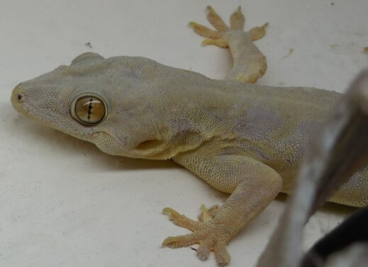 HEMIDACTYLUS (COMMON HOUSE LIZARD)