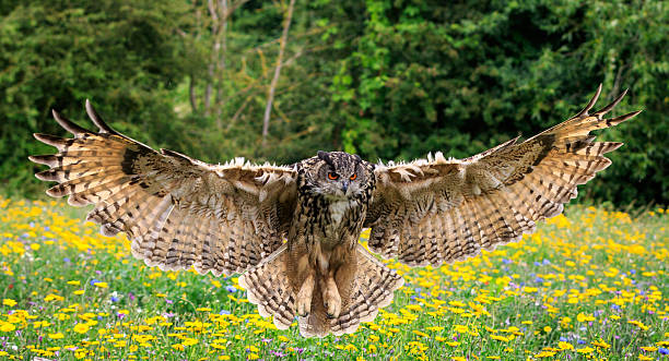 Classification of Bubo bubo (Eurasian eagle-owl)