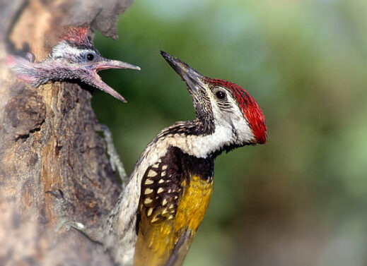 DENDROCOPUS MAHRATTENSIS (WOODPECKER)