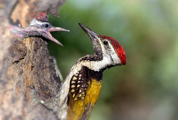 yellow-crowned woodpecker