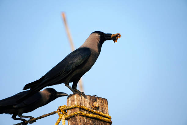 Classification of Corvus Splendens (Crow)