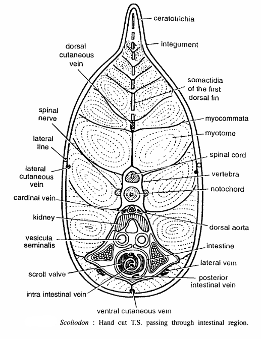 FISH SLIDES (SCOLIODON)