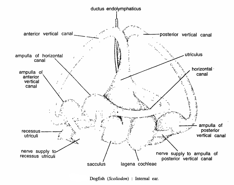 Dissecton of Scoliodon