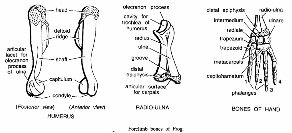 FORELIMB BONES OF VERTEBRATES